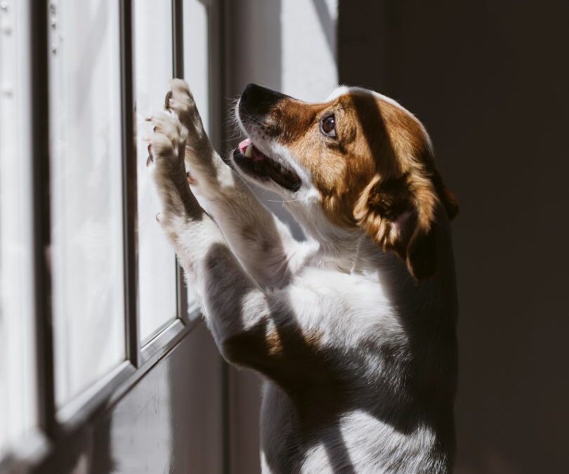 4 Must-Know Tips for Pet-Proofing Your Windows