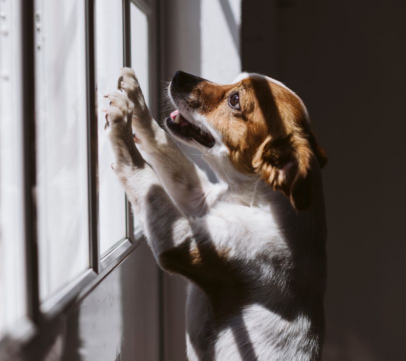 4 Must-Know Tips for Pet-Proofing Your Windows