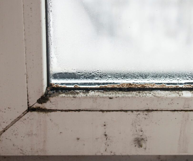 Black Mold on Your Windows? Common Causes and Prevention