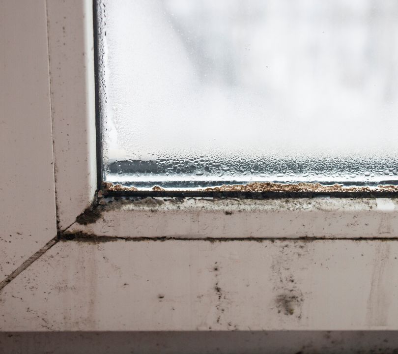 Black Mold on Your Windows? Common Causes and Prevention
