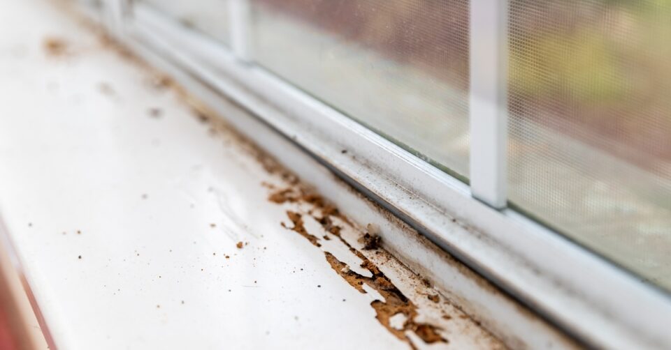 A windowsill showing chipped paint, broken spots, and damaged wood caused by termites that ate through it.