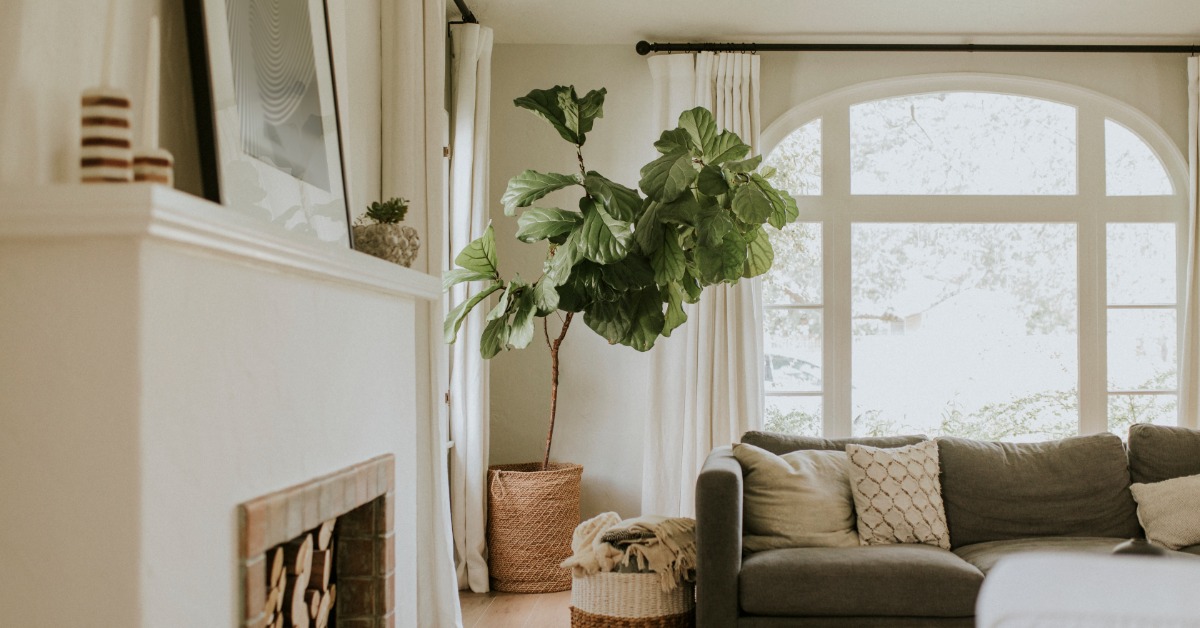 A living room featuring a large arched window letting in ample natural light next to a fiddle leaf fig and a fireplace.